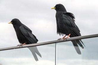 Alpine jackdaw (Pyrrhocorax graculus), Oberallgäu, Allgäu, Bavaria, Germany