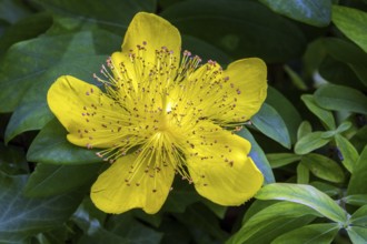 St. John's wort (Hypericum perforatum), flower, Baden-Württemberg, Germany
