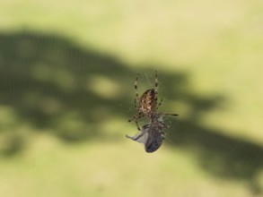 Garden spider (Araneus diadematus) with a spun insect, Sennestadt, Germany