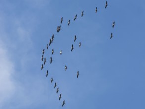 Crane (Grus grus) in flight, autumnal crane migration, migrating cranes, flight formation,
