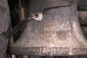 Big mouse ear (Myotis myotis), bat flying in front of church bell, Thuringia, Germany