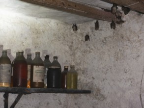 Small horseshoe nose (Rhinolophus hipposideros) hanging from the ceiling in the cellar, Thuringia,