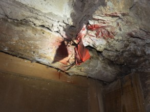 Small horseshoe nose (Rhinolophus hipposideros), sprayed with red paint, gross nonsense, punishable