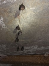 Small horseshoe nose (Rhinolophus hipposideros) hanging from the ceiling in the cellar, Thuringia,