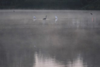 Morning in autumn at a lake with morning fog, Great Egret, Germany