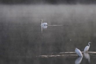 Morning in autumn at a lake with morning fog, great egret, swan, Germany