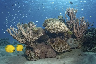 Pair of masked doctorfish (Chaetodon semilarvatus) in front of a small, intact coral reef with