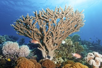 Intact coral reef with Xenia coral, white, brown, large Acropora coral (Acropora), tiara hussar