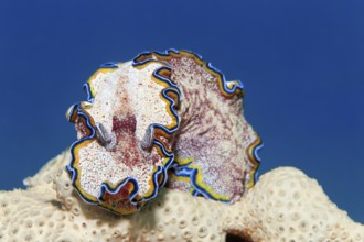 Golden Star Snail belt (Glossodoris cincta) on sponge, Red Sea, Marsa Alam, Egypt