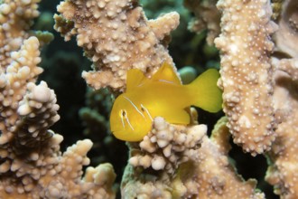 Lemon ground (Gobiodon citrinus) hiding in Agropora coral (Agropora), Yellow, Red Sea, Port Safaga,