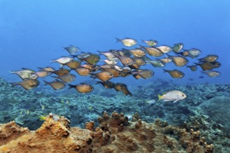 Swarm hatchfish (Pemperis sp.), in open water, China wreck, Arabian Sea, Indian Ocean, Mirbat, near
