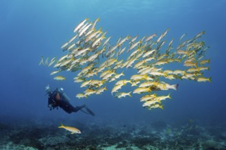 Diver observes Sharm large school barbel, also yellowfin barbel (Mulloidichthys vanicolensis),