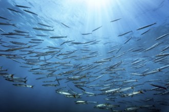 Swarm of bigeye barracuda (Spyraena fosterie) China wreck, Arabian Sea, Indian Ocean, Mirbat, near
