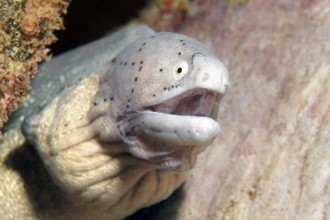 Grey moray eel (Gymnothorax griseus) looks out of hiding place, Arabian Sea, Indian Ocean, Salala,