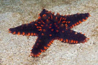 Unidentified species, starfish (Echinodermta), Arabian Sea, Indian Ocean, Salalah, Dhofar