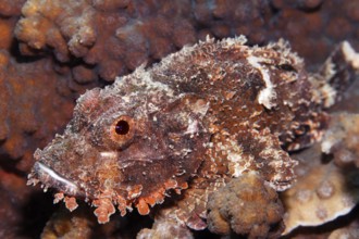 Bearded dragon head (Scorpaeninae), Arabian Sea, Indian Ocean, Salalah, Dhofar Governorate, Oman