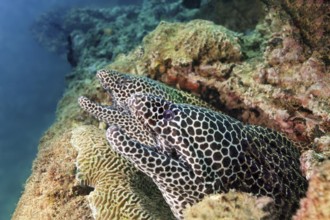 Two web moray eels (Gymnothorax favagineus), China wreck, Arabian Sea, Indian Ocean, Mirbat, near