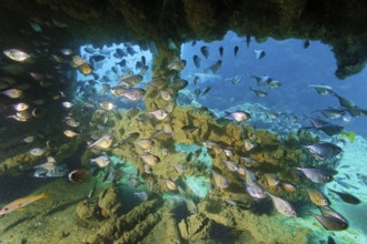Swarm hatchfish (Pemperis sp.), seeking shelter in the wreckChina wreck, Arabian Sea, Indian Ocean,