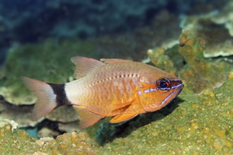 Blackband cardinalfish (Apogon aureus), Arabian Sea, Indian Ocean, Salalah, Dhofar Governorate,