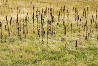 Brown-colored grass with dead plant stems, Oberallgäu, Allgäu, Bavaria, Germany