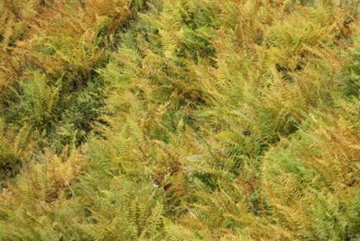 Autumn-colored fern, Oberallgäu, Allgäu, Bavaria, Germany