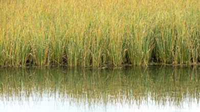 Reeds are reflected in Schlappoldsee, Felllhorn, Oberstdorf, Oberallgäu, Allgäu, Bavaria, Germany