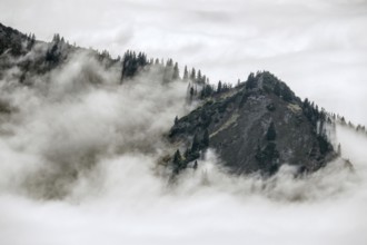 Ridge with conifers sticking out of fog, Allgäu Alps, near Oberstdorf, Oberallgäu, Allgäu, Bavaria,