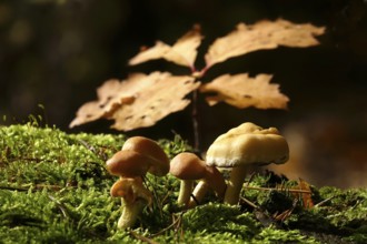 Autumn time, mushrooms in the forest, October, Germany