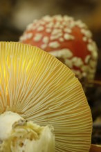 Autumn time, mushrooms in the forest, October, Germany