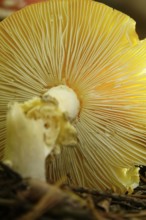 Autumn time, mushroom in the forest, October, Germany