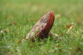Autumn time, mushroom in the forest, October, Germany
