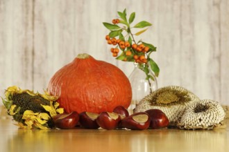 Autumn still life with pumpkin, sunflowers, chestnuts, October, Germany