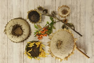 Autumn still life with sunflowers, October, Germany