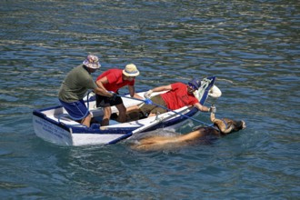 A bull is brought ashore by boat, Bous a la Mar, in English bulls in the sea, bullfighting, Javea