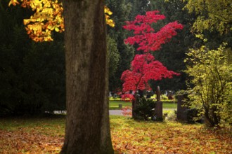 Maple, maple tree, red, autumn leaves, leaves, main cemetery, autumn, autumn, Stuttgart,