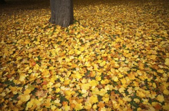 Autumn leaves, leaves, tree trunk, main cemetery, autumn, autumn, autumn mood, Stuttgart,