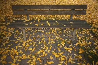 Park bench, bench, full autumn leaves, leaves, main cemetery, autumn, autumn, autumn atmosphere,