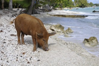 Pig, wild boar on Rangiroa beach in the South Pacific, Tahiti, French Polynesia