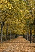 Alley with linden trees in autumn color and with yellow leaves on the ground in Ystad, Skåne