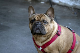 Dog, pug (Canis lupus familiaris) on a leash, Lübeck, Schlewig Holstein, Germany