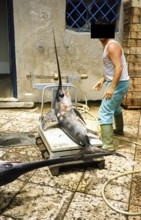 Swordfish (Xiphias gladius), fisherman weighing the catch, 1995, Lipari, Sicily, Italy
