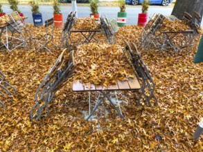 Autumn in town, car parked under deciduous tree, swamp oak, ground and vehicle covered with fallen