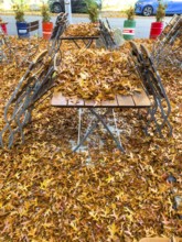 Autumn in town, beer garden, pub terrace under deciduous trees, swamp oak, floor and table chairs