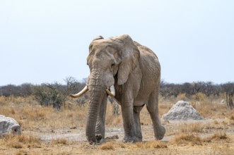 African elephant (Loxodonta africana), adult male in the savanna, Nxai Pan National Park, Botswana