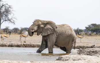 African elephant (Loxodonta africana), adult male, bathing in water at the waterhole, Nxai Pan
