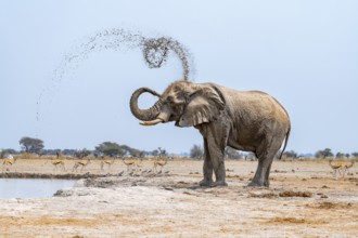 African elephant (Loxodonta africana), adult male, splashes water at the waterhole, Nxai Pan