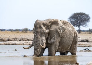 African elephant (Loxodonta africana), adult male, bathing in waterhole, Nxai Pan National Park,