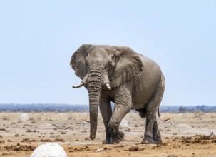 African elephant (Loxodonta africana), adult male, Nxai Pan National Park, Botswana