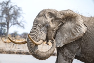 African elephant (Loxodonta africana), adult male, splashing water at the waterhole, animal