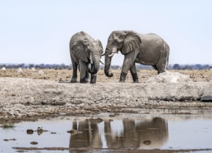 African elephant (Loxodonta africana), two adult males at the waterhole, Nxai Pan National Park,